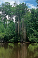 En �rboles de mangle rojo, de gran talla, las ra�ces adventicias crecen desde las ramas m�s altas