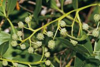 Flores del mangle blanco, Laguncularia racemosa.