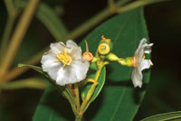 Flores de Blakea sp. de la familia de las Melastomat�ceas.