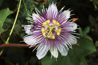 Flor de pasionaria o Passiflora sp, planta trepadora frecuente en los manglares de la Ci�naga Grande de Santa Marta.