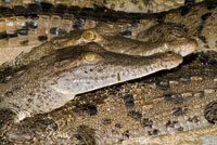 Caim�n aguja, Crocodylus acutus, en el estuario del r�o Sin�, conocido como Cispat�.