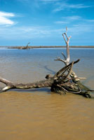 Desembocadura del r�o Sin�.