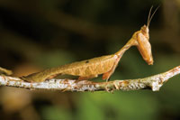 Mantis o rezandera, un insecto frecuente en los bosques inundables.