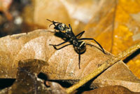 Hormigas,  insectos frecuentes en los bosques inundables.