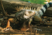 Iguana iguana, un reptil com�n en el tr�pico que se adapta f�cilmente a los ambientes secos y a los h�medos.