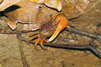 El cangrejo violinista, Uca sp, tolera amplias variaciones en la salinidad del agua.