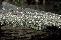 Las ostras Crassostrea rhizophorae crecen sobre las ra�ces sumergidas del mangle y sobreviven alg�n tiempo fuera del agua durante la bajamar.