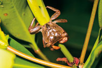 Cangrejo de mangle, Aratus pisoni.