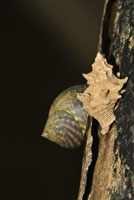 Gaster�podos o caracoles de diversas especies, como las litorinas y los mur�cidos, abundan en las ra�ces del mangle.