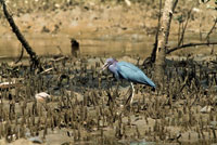 La garcita azul, Florida caerulea, es un residente de las lagunas estuarinas.