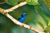 El mielero o azulejo patirrojo, Cyanerpes cyaneus, habita los bosques h�medos del Pac�fico pero a veces incursiona 
en los manglares