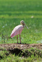 El pato cuchara Ajaia ajaia es caracter�stico de los humedales y pantanos del tr�pico americano.