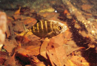 Juvenil de cojin�a o jurel, Caranx crysos.