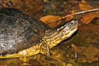 Sabaletera, Rhinoclemmys nasuta, end�mica del Pac�fico colombiano.