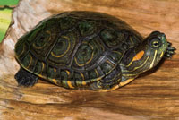Icotea, Trachemys scripta callirostris, subespecie end�mica de las ci�nagas del Caribe colombiano.
