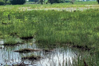 La cantidad de materia org�nica y el grado de humedad y salinidad de los suelos determinan las especies que pueden crecer en los humedales y playones de las llanuras deltaicas.