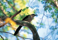 Aunque la zona, en t�rminos generales ha sido muy intervenida, es posible obsevar diferentes tipos de aves y reptiles asociados a los manglares.