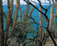 La influencia de la Sierra Nevada de Santa Marta favorece la manifestaci�n de una gran variedad de ambientes y una vegetaci�n que va desde bosques muy secos con presencia de plantas espinosas, hasta bosques siempre verdes de follaje exuberante, con dosele
