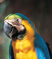 En la Sierra Nevada residen cientos de aves y mam�feros. La guacamaya amarilla surca en grupos  el cielo, llen�ndolo de colorido.