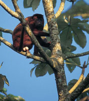 El mono aullador recibe su nombre porque emite sonidos guturales que se pueden escuchar a una distancia de siete kil�metros.