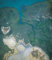 En las bah�as de La Guajira se forman cadenas de manglares gracias al aporte de agua dulce proveniente de arroyos temporales.