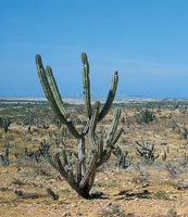 Paisaje xerof�tico donde dominan especies de cact�ceas y plantas adaptadas a condiciones de humedad muy baja, propias de los desiertos de La Guajira.