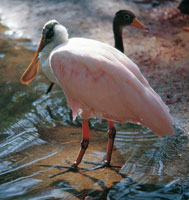 La esp�tula es frecuentemente confundida con los flamencos, por su coloraci�n rosada; sin embargo se diferencia de estos por la forma de su pico, del cual se deriva su nombre.