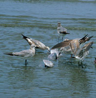 Cupica alberga una enorme biodiversidad, por lo menos 1.077 especies de plantas que sirven de h�bitat y alimento a infinidad de crust�ceos, anfibios, reptiles, aves y mam�feros. Familia de gaviotas aliment�ndose en la playa.
