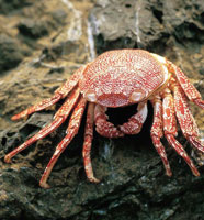 Caparaz�n de un cangrejo muerto.