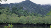 En algunas ensenadas es posible observar formaciones vegetales caracter�sticas de la interfaz entre el mar y la tierra, como los manglares enanos. Detr�s de ellos, generalmente crecen bosques exuberantes de gran porte y alta diversidad.