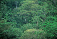 La escasez de nutrientes del suelo selv�tico contrasta con el esplendor del dosel arb�reo, bajo el cual la selva se desarrolla incesantemente a partir de la hojarasca descompuesta, de forma que mantiene una de las mayores diversidades registradas en el pl