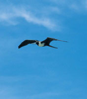 La cantidad de alimento disponible permite en el �rea del golfo la proliferaci�n de infinidad de aves, como las fragatas y los chorlitos.
