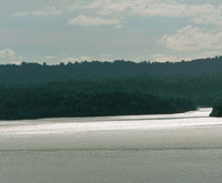 M�laga es una de las pocas bah�as que no recibe aportes fluviales. Para obtener el balance necesario entre aguas dulces y saladas que requieren los manglares, depende de las lluvias.
