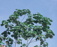 La cobertura vegetal de la zona de bah�a M�laga, como la del resto del Pac�fico, tiene un elevado �ndice de diversidad; sobresalen el cedro guino, el sande, los higuerones, la palma mil pesos, los yarumos y los palmitos.