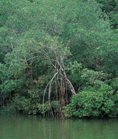 El manglar y el guandal son por excelencia las formaciones vegetales predominantes en la cuenca; estas especies se han adaptado a las condiciones de niveles fre�ticos muy altos.