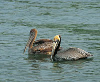 Pel�canos macho y hembra.