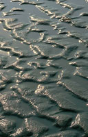 Al encharcarse las playas, despu�s de la marea alta, las arenas finas se compactan y forman ondulaciones.