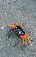 A pesar de ser un ambiente muy cambiante debido a la din�mica de las mareas y a la movilidad de su suelo, la franja litoral alberga una fauna muy variada. Los cangrejos son unos de los habitantes m�s frecuentes en el litoral.