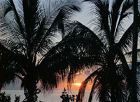 Las aguas c�lidas del Caribe y sus condiciones clim�ticas, hacen de �ste un lugar de gran belleza, donde se presentan variados ecosistemas.