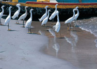 Las costas colombianas son el hogar de cientos de especies de fauna y flora, resultado de una compleja interacci�n entre elementos biol�gicos de todo el continente americano. Garzas patiamarillas en las playas de la bah�a de Cartagena.