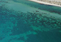 Los pastos marinos              -faner�gamas-, son plantas que crecen sobre fondos arenosos o fangosos de poca profundidad, que se han adaptado a vivir sumergidas en el mar, para lo cual desarrollan ra�ces muy profundas que les permiten soportar el contin