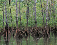Los manglares son comunidades vegetales conformadas por �rboles que pueden alcanzar en el Pac�fico hasta 40 � 50 metros de altura. Se desarrollan en ambientes anegados, donde colonizan el mar y as� aumentan la extensi�n de los ecosistemas terrestres. Ra�c