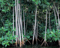 Bajo el abrigo de las ra�ces de los mangles incuban los juveniles de cientos de especies de invertebrados y peces. Ejemplares de mangle rojo, la especie m�s com�n.