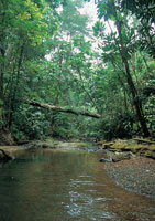 En los litorales colombianos se presentan diversas formaciones vegetales. El bosque basal del Pac�fico, es uno de los ecosistemas con mayor variedad de especies de flora y fauna.