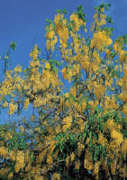 En el Caribe colombiano subsiste el bosque seco tropical, donde algunas de sus especies tienen una abundante floraci�n.