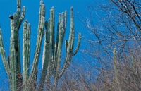 Las cact�ceas y la vegetaci�n adaptada a las condiciones de d�ficit de agua, son propias de los bosques xerof�ticos.