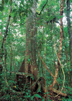 La vegetaci�n de la serran�a del Dari�n tiene un gran desarrollo debido a la alta humedad ambiental de esta zona, cuya precipitaci�n es de 10.000 mm al a�o, una de las mayores del planeta.