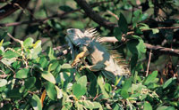 Actualmente la subsistencia de la especie Iguana iguana est� amenazada por el desmedido aprovechamiento de sus huevos, por parte de los lugare�os.