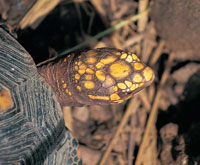 Adem�s de las tortugas  marinas, se encuentran algunas terrestres, como la  icotea.