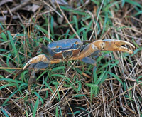La fauna de dec�podos est� representada por 114 especies. Cangrejo azul.